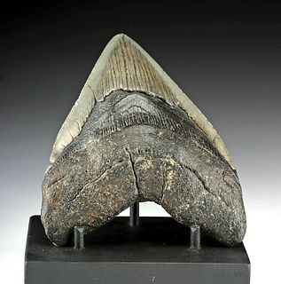 Large / Fine Megalodon Tooth