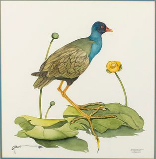 Gilbert, Purple Gallinule, Watercolor on Paper