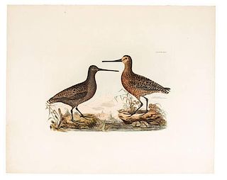 Collection of Avian Prints, One by R. Milford 
