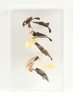 A COLLECTION OF SPECIMEN BUTTERFLIES "IN FLIGHT," ACRYLIC CASE, SIGNED, MODERN,