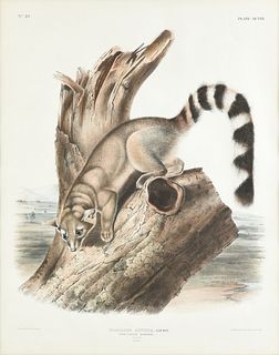 JOHN WOODHOUSE AUDUBON (American 1812-1862) A LITHOGRAPH, "BASSARIS ASUTA. LICHT. RING-TAILED BASSARIS. Natural Size. Male.," PHILADELPHIA, CIRCA 1846