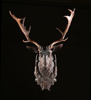 A BLACK FOREST CARVED WALNUT STAG'S HEAD WITH TROPHY ANTLERS, FIRST HALF 20TH CENTURY,