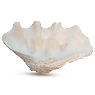 Large Natural Clam Shell (Tridacna Gigas)