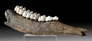 Fossilized North American Deer Mandible & Teeth