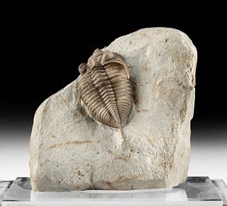 Fossilized Huntoniatonia (Huntonia) Trilobite w/ Matrix