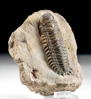 Crotocephalus Moroccan Trilobite Fossil