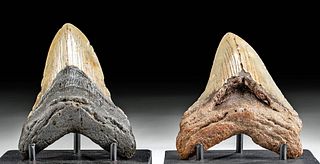 Two Fossilized Megalodon Teeth - A Fine Pair