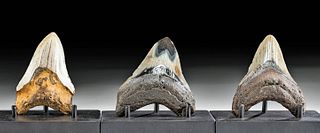 Three Fossilized Megalodon Teeth - A Fine Trio