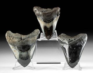Lot of 3 Polished & Fossilized Megalodon Teeth