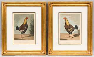 Pair of Hand Colored Engravings, Gamecocks