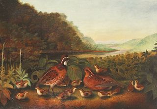 Titian Ramsay Peale (1799-1885), Bob White Quail