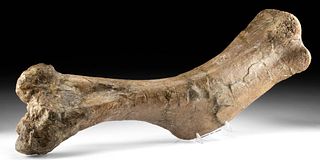 Massive Fossilized Edmontosaurus Humerus Bone