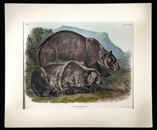 Audubon Lithograph - "Grizzly Bear" 1845-48