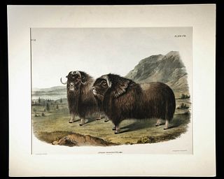 Audubon Lithograph - "Musk Ox" 1845-48