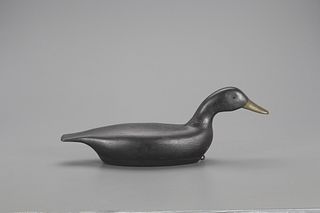 Swimming Black Duck Decoy, W. H. Parker