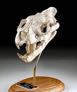 Rare Fossilized Nimravus Sabertooth Cat Skull