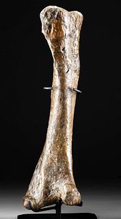 Huge Fossilized Edmontosaurus Tibia Bone