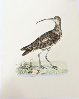 R Mitford, Hand-Colored Engraving, Curlew 19th C.