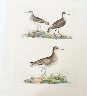 P J Selby, Hand-Colored Engraving, Redshank, Sandp