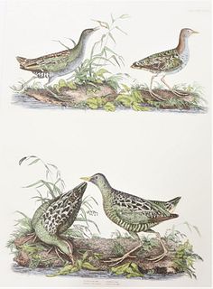 P J Selby, Hand-Colored Engraving, Crakes 19th C.