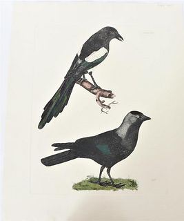 P J Selby, Hand-Colored Engraving, Jack-daw, Magpi