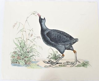 Mitford, Hand-Colored Engraving, Common Coot 19thC