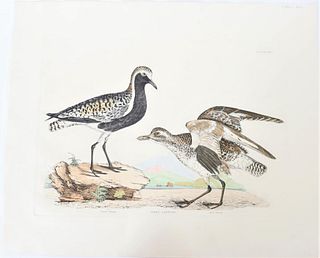 Selby, Hand-Colored Engraving, Grey Lapwing 19thC