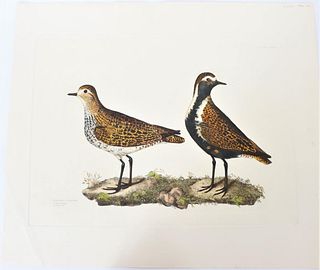 P J Selby, Hand-Colored Engraving, Golden Plover