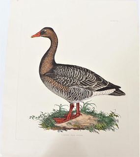 P J Selby, Hand-Colored Engraving, Wild Goose