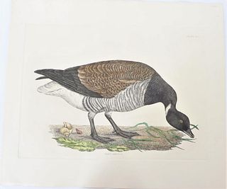 P J Selby, Hand-Colored Engraving, Brent Bernicle