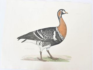P J Selby, Hand-Colored Engraving, Red Breasted
