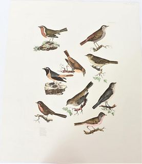 P J Selby, Hand-Colored Engraving, Nine Small Bird