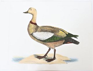 P J Selby, Hand-Colored Engraving, Ruddy Duck