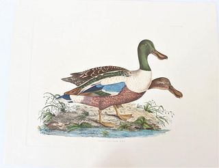 P J Selby, Hand-Colored Engraving, Common Shoveler