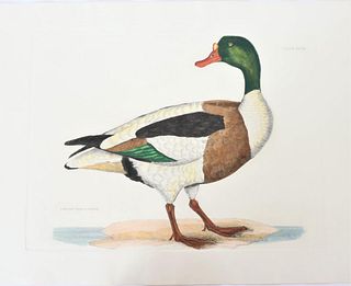 P J Selby, Hand-Colored Engraving, Shell-Drake