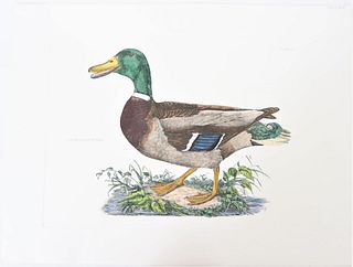 P J Selby, Hand-Colored Engraving, Wild Duck