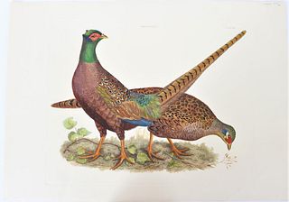 P J Selby, Hand-Colored Engraving, Pheasants