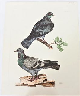 P J Selby, Hand-Colored Engraving, Dove and Pigeon