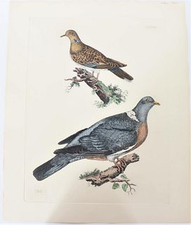 P J Selby, Hand-Colored Engraving, Doves