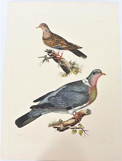 P J Selby, Hand-Colored Engraving, Doves 19th C.
