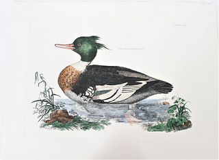 Mitford, Hand-Colored Engraving, Merganser 19th C.