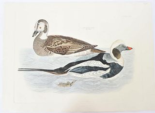 P J Selby, Hand-Colored Engraving, Long-Tailed