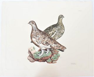Mitford, Hand-Colored Engraving, Ptarmigan 19th C.
