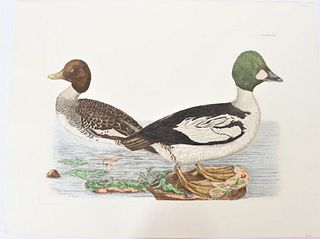 Mitford, Hand-Colored Engraving, Golden Eye Duck