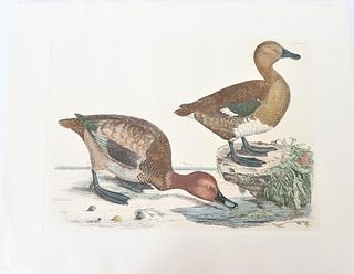P J Selby, Hand-Colored Engraving, Pochard 19th C.