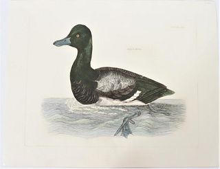 P J Selby, Hand-Colored Engraving, Scaup Duck 19th