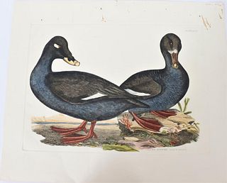 P J Selby, Hand-Colored Engraving, Black Scoter