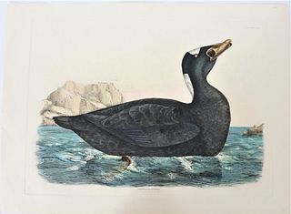 P J Selby, Hand-Colored Engraving, Spectacle