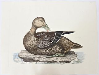P J Selby, Hand-Colored Engraving, Eider Duck 19th