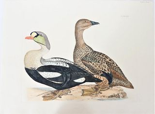 P J Selby, Hand-Colored Engraving, King Eider